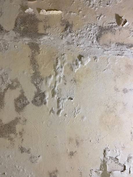 Best Health and Safety Mold Remediation in Summerville, SC
