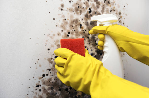 Best Emergency Mold Remediation in Summerville, SC