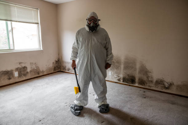 Best Residential Mold Remediation in Summerville, SC