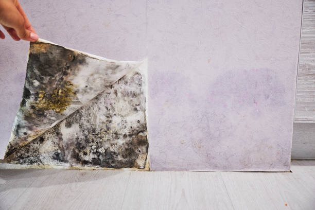 Best Black Mold Remediation in Summerville, SC